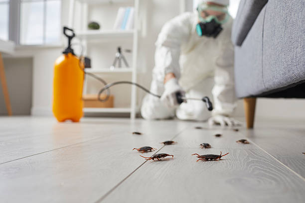 Post-Treatment Bed Bug Interceptor Monitoring in Cedar Springs